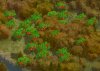 peach_rg6.jpg