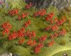 saffron_f79.jpg