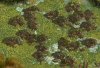 cranberries_p91.jpg