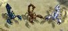 scorpions_all_7q9.jpg