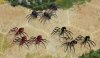 spider_skins_8v5.jpg