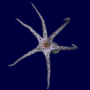 kraken_Yrw.png
