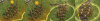 inuitunaaq_2cu.png