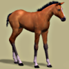 foaldatabase_5K2.png