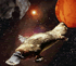plat2.gif