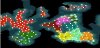 Minimap.jpg