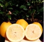 lemons.jpg