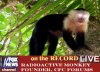 monkey.jpg