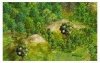olivetree.jpg
