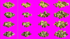 Euro city pre.PNG