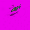 AS565 Panther.gif