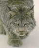 lynx1-2.jpg