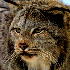 lynxav.png