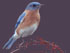 bluebird avatar.jpg