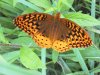 butterfly.jpg