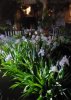 Iris at night.jpg