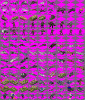 miscius.GIF