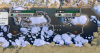 Screenshot from 2019-07-20 01-58-52.png