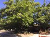 Trees and shade.JPG
