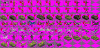 canadacombo.GIF