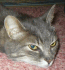 Kitten.gif
