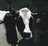 cow.gif