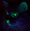 fluorocat.png