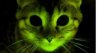 glowing_cat.jpg