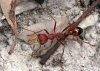 Myrmecia_gulosa.jpg