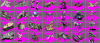 swmge.GIF