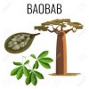 75449119-african-baobab-tree-and-fruit-with-seeds-color-icon-emblem.jpg