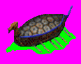 turtleship.gif