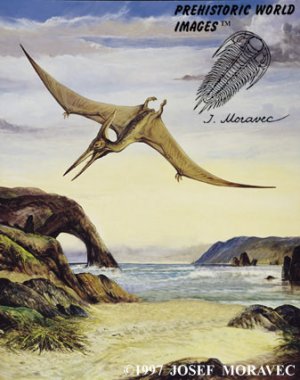 pteranodon.jpg