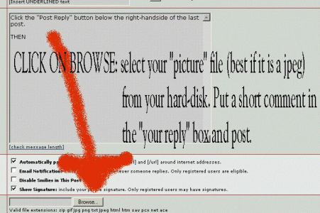 image1.gif