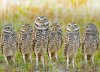 burrowing owls.jpg