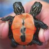 2_headed_turtle.jpg