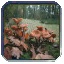 Mushrooms.jpg