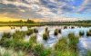 Wetland.jpg