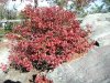 Blueberry_Bush.JPG
