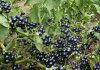 Garden-huckleberry_LRG.jpg