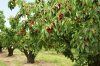 Cherry_Trees.jpg