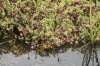 cranberry-bog.jpg