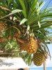 Pine_Apple_Trees.jpg