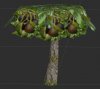 Avocado_Tree.JPG