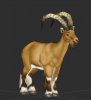 Goat.JPG