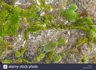 full-frame-abstract-background-showing-some-moss-lichen-on-grey-stone-HT720E.jpg