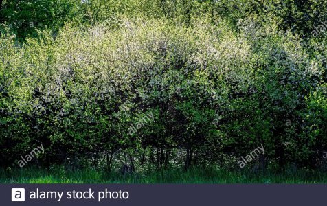 thickets-of-flowering-blackthorn-bush-spring-season-panorama-web-banner-ukraine-europe-2E50ABN.jpg