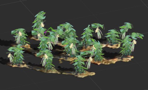 Vanilla.JPG