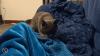 GIF-0790851b3f6aebdf74ec4d7e3b49d095.gif