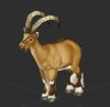 Goat.JPG